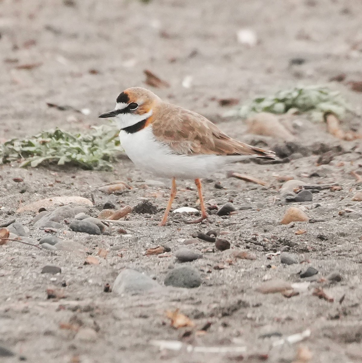 Yakalı Cılıbıt - ML646491070