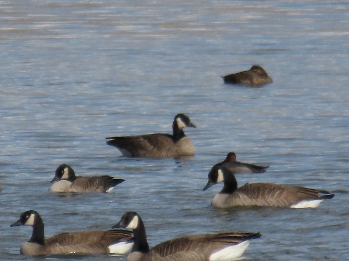 Oca canadese minore/maggiore - ML646491072