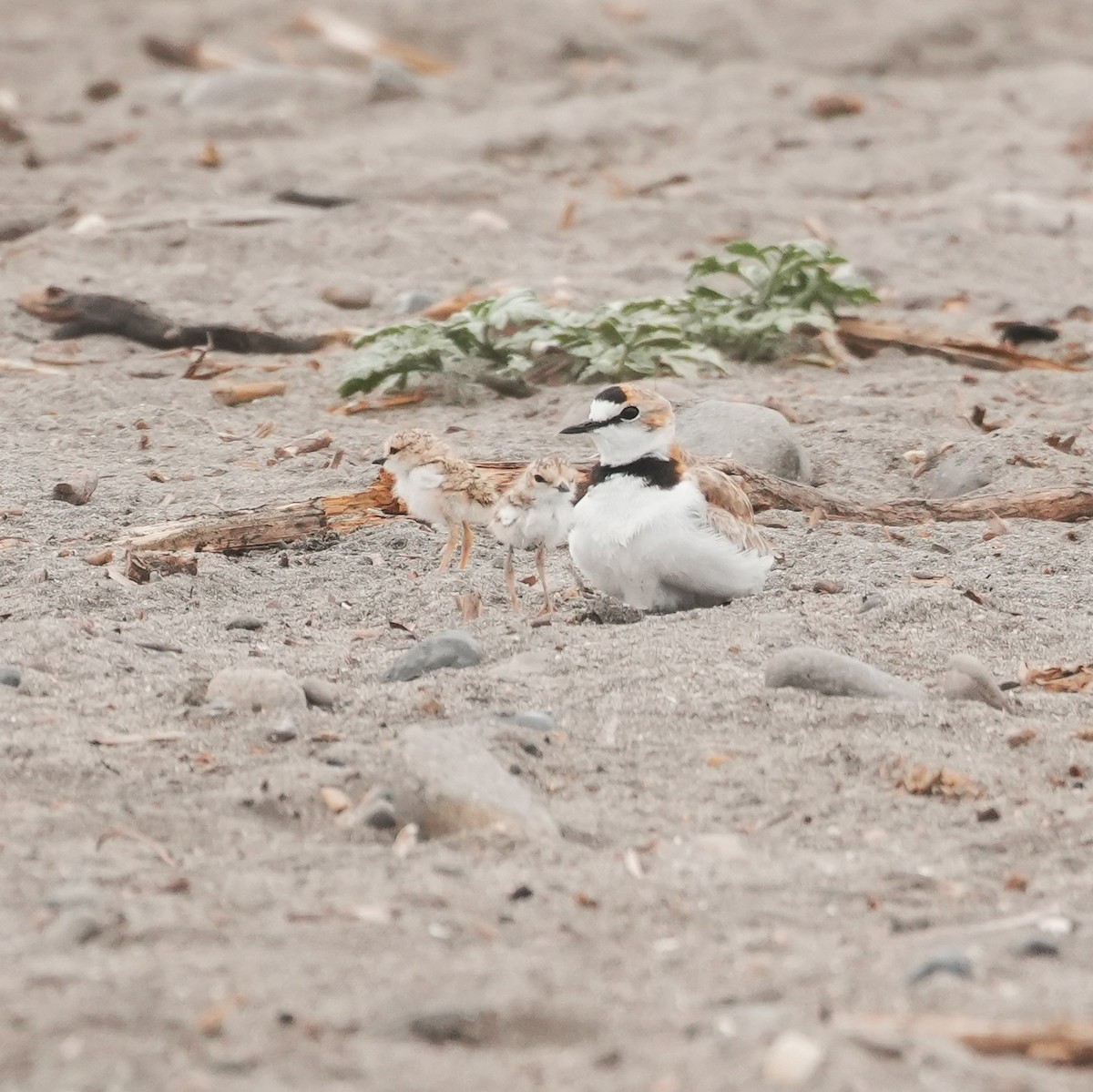 Yakalı Cılıbıt - ML646491073