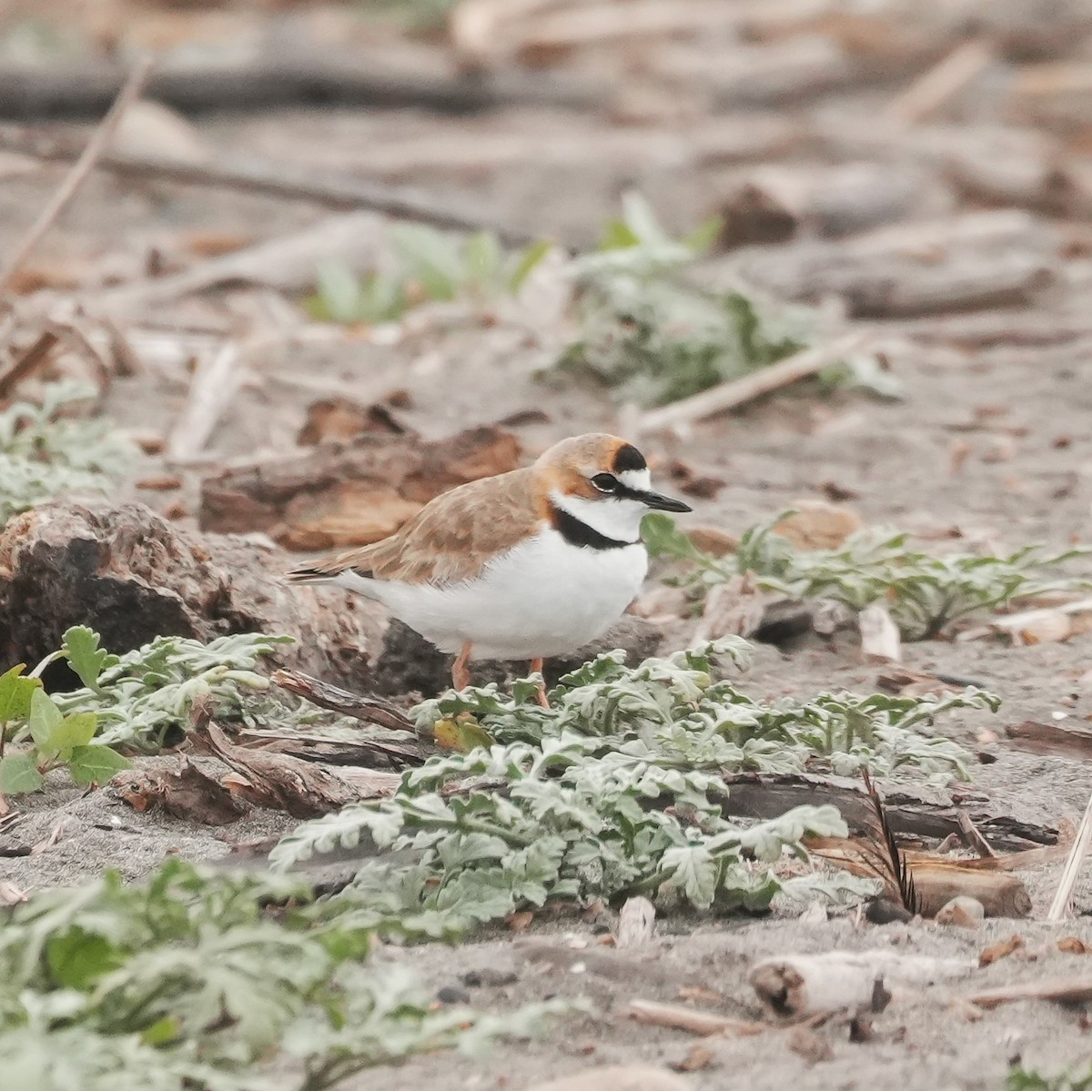 Yakalı Cılıbıt - ML646491077
