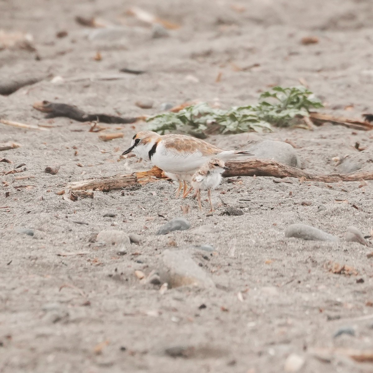 Yakalı Cılıbıt - ML646491078