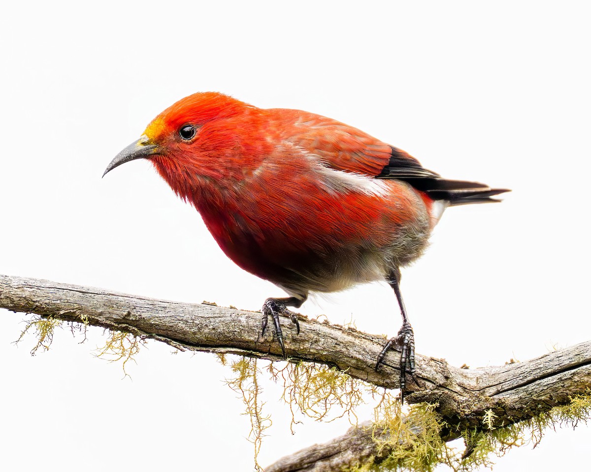 šatovník karmínový - ML646491080