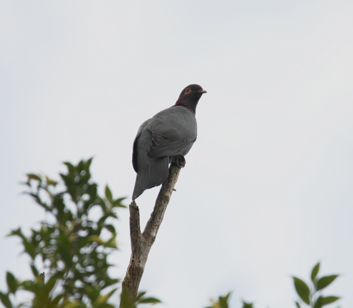 Scaly-naped Pigeon - ML646491082