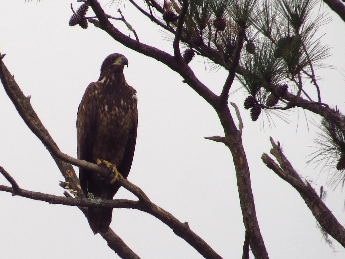 orel bělohlavý - ML646491085