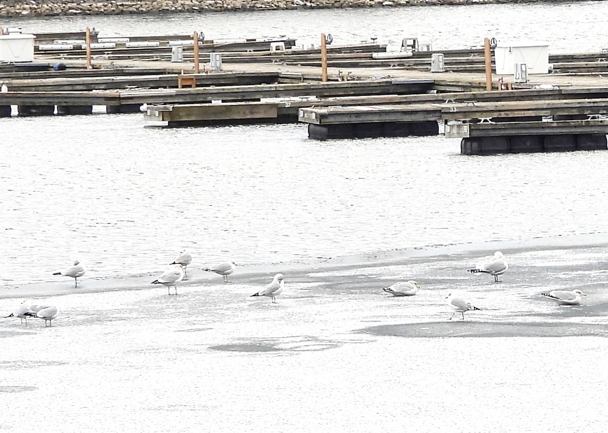 Ring-billed Gull - ML646491091