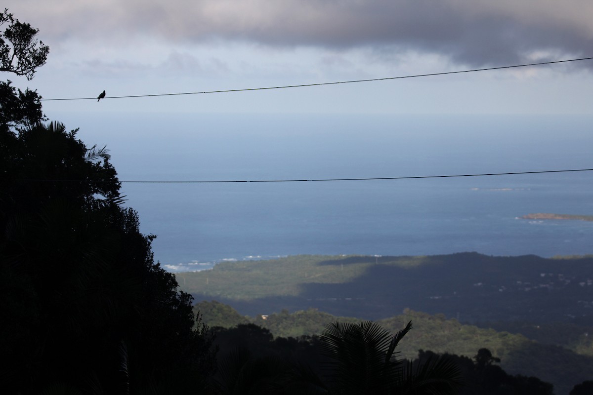 Zenaida Dove - ML646491092