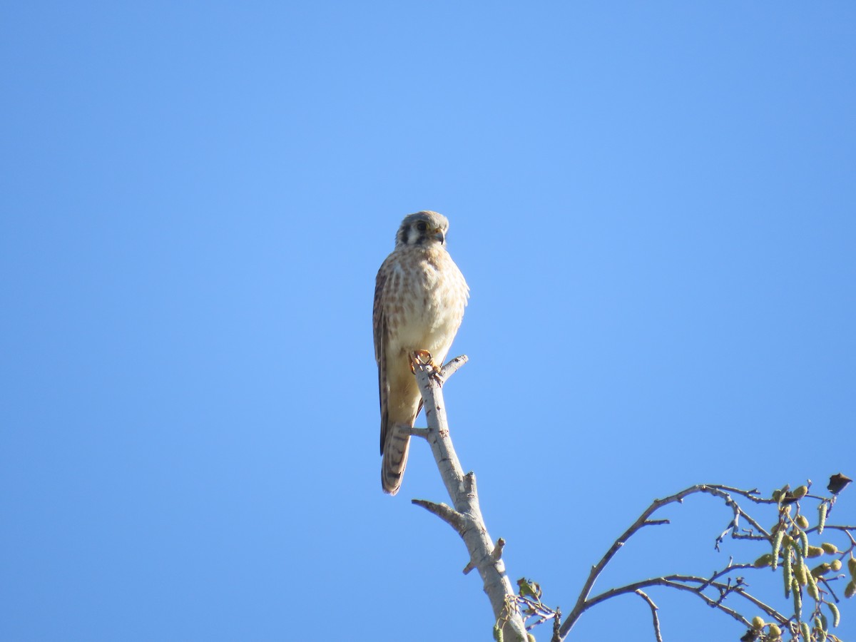 Crécerelle d'Amérique - ML646491093