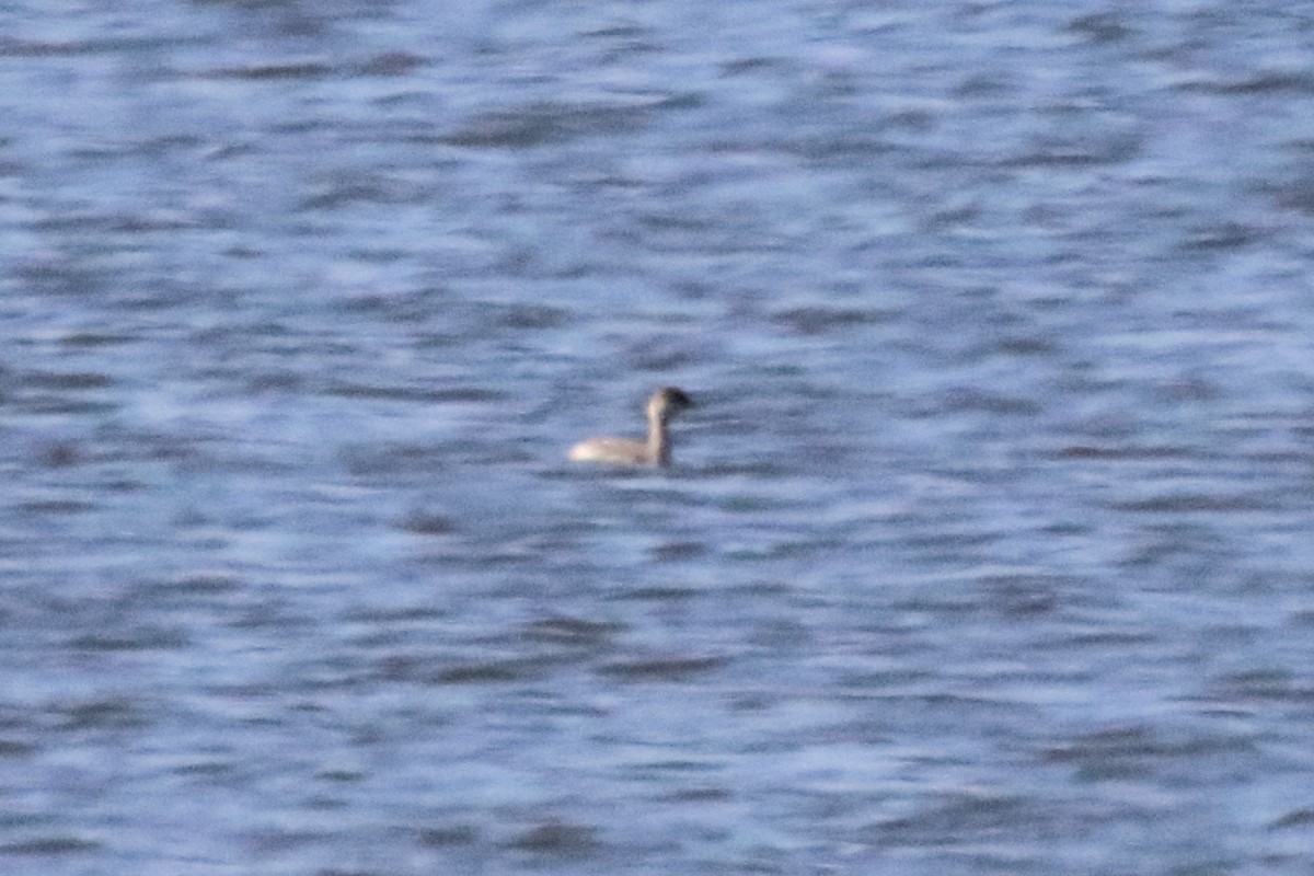 Grèbe à cou noir - ML646491094