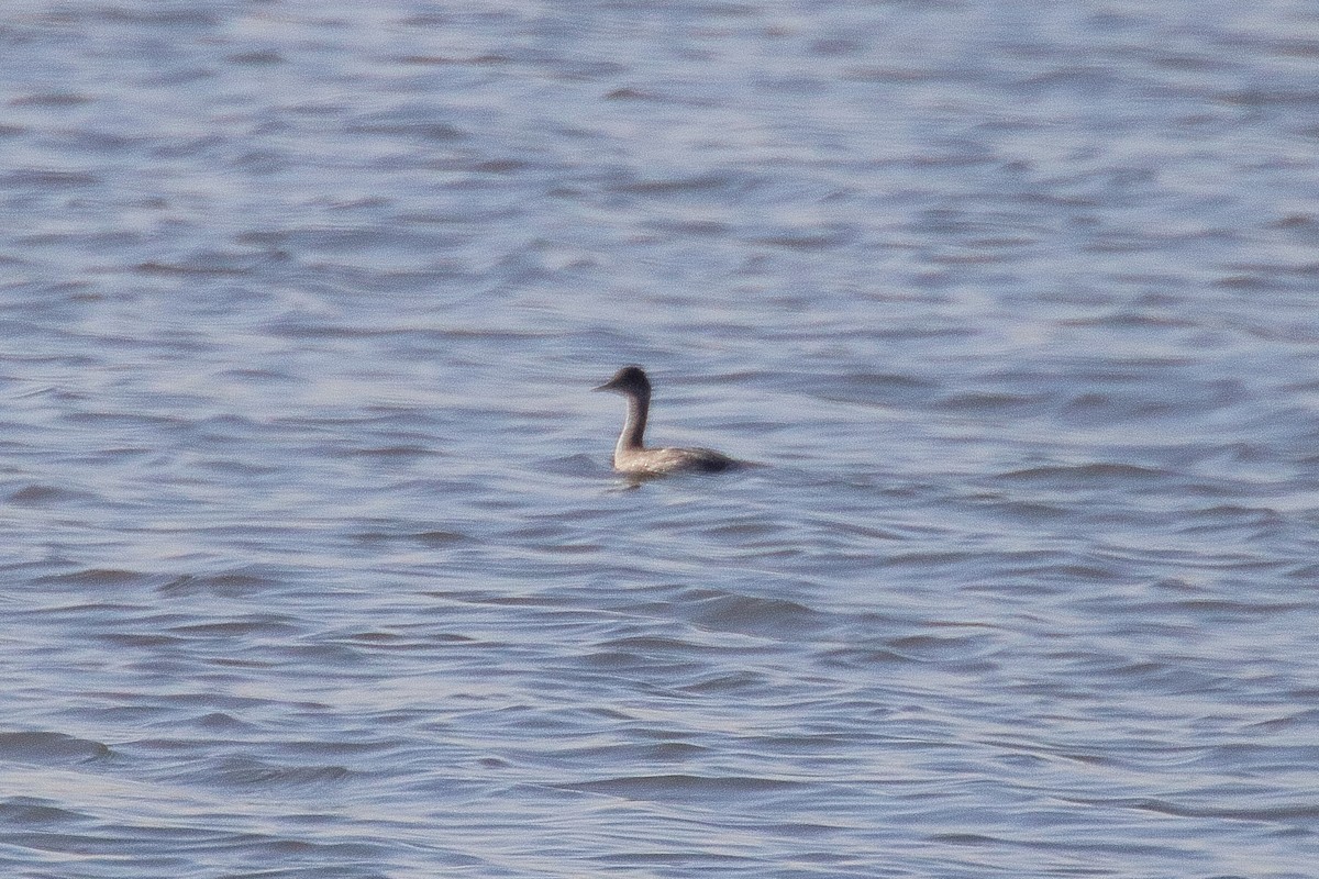 Grèbe à cou noir - ML646491095