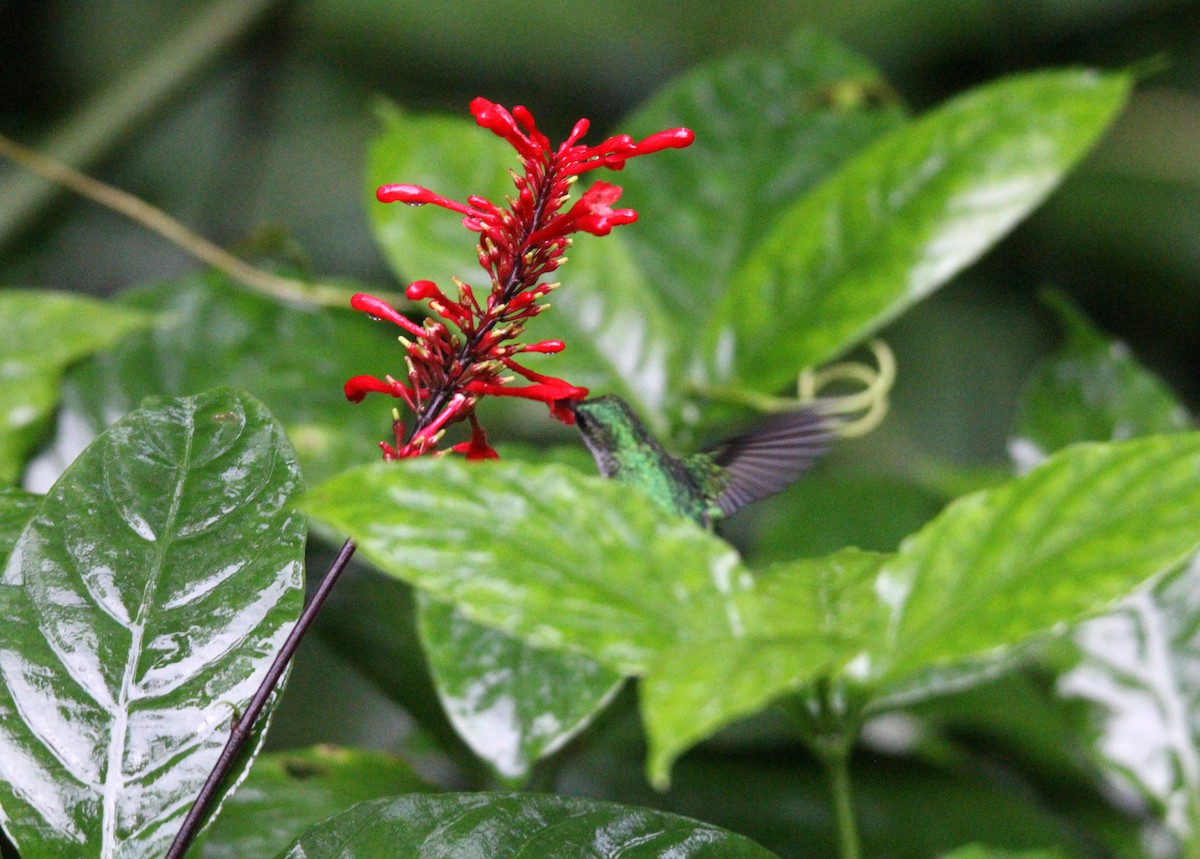 Puerto Rican Emerald - ML646491096