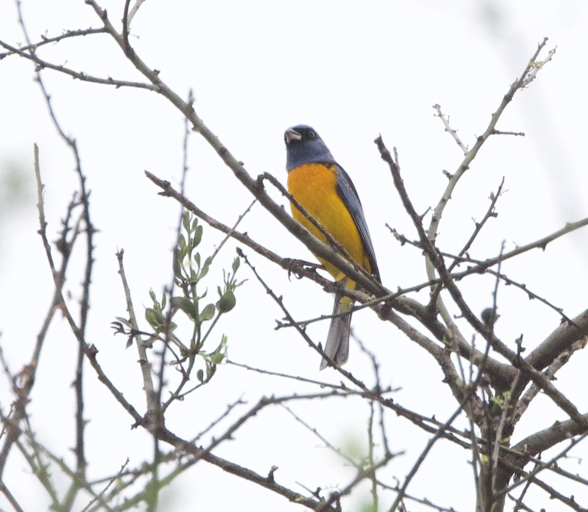 Сине-жёлтая танагра - ML646491097