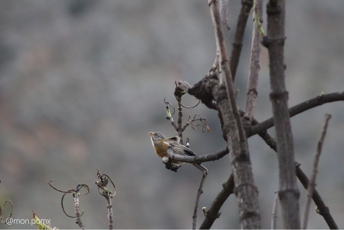 Peru And İspinozu - ML646491098