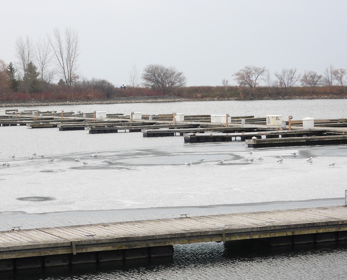 Ring-billed Gull - ML646491101