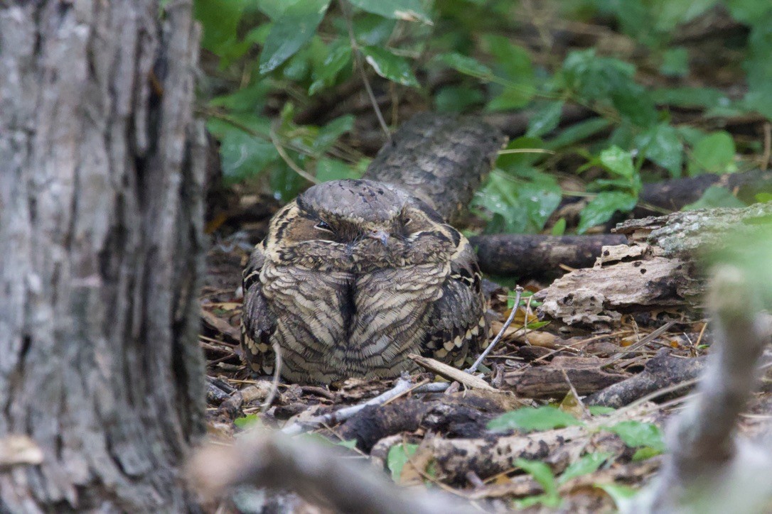 オオヨタカ - ML646491103