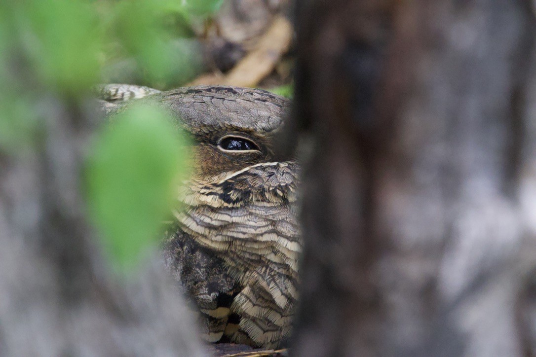 オオヨタカ - ML646491104