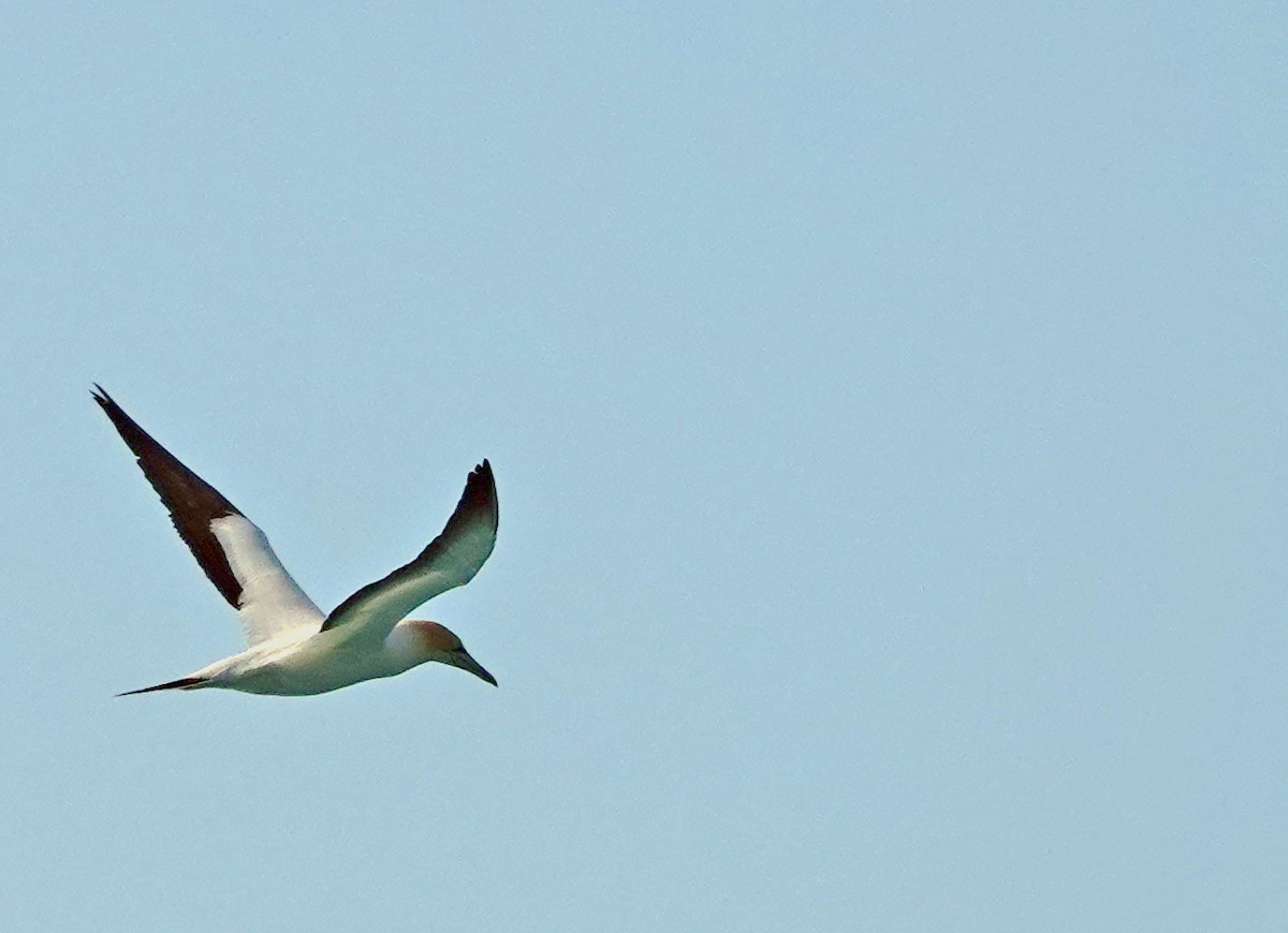 Australasian Gannet - ML646491111