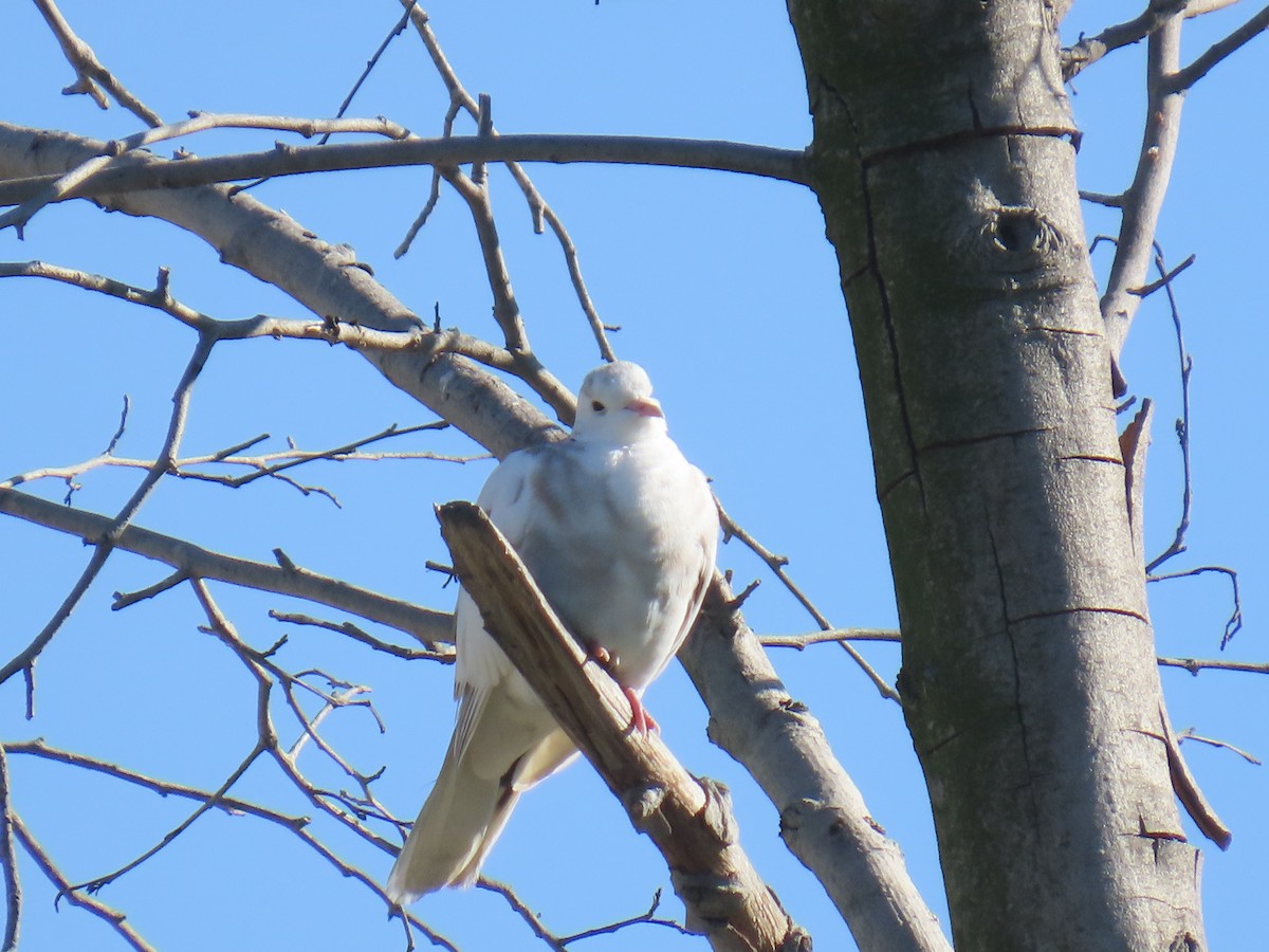 Eurasian Collared-Dove - ML646491114
