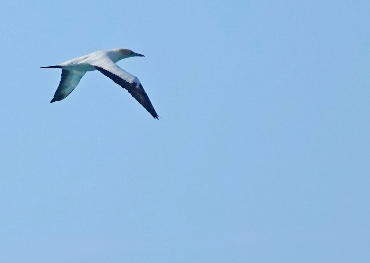 Australasian Gannet - ML646491115