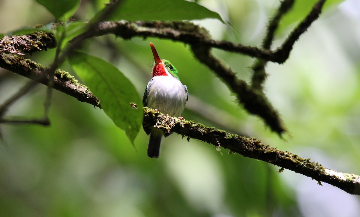 Puerto Rican Tody - ML646491119