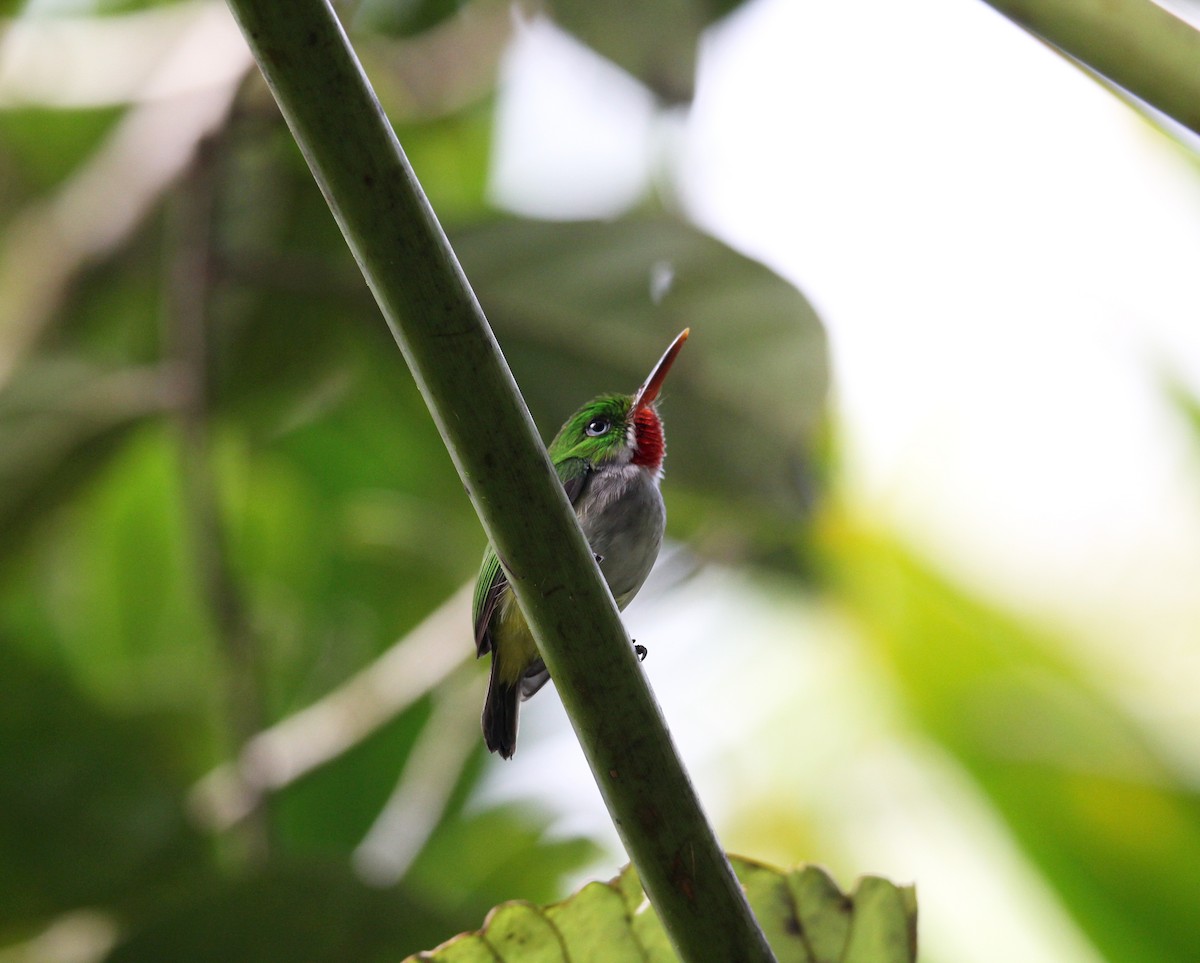 Puerto Rican Tody - ML646491120