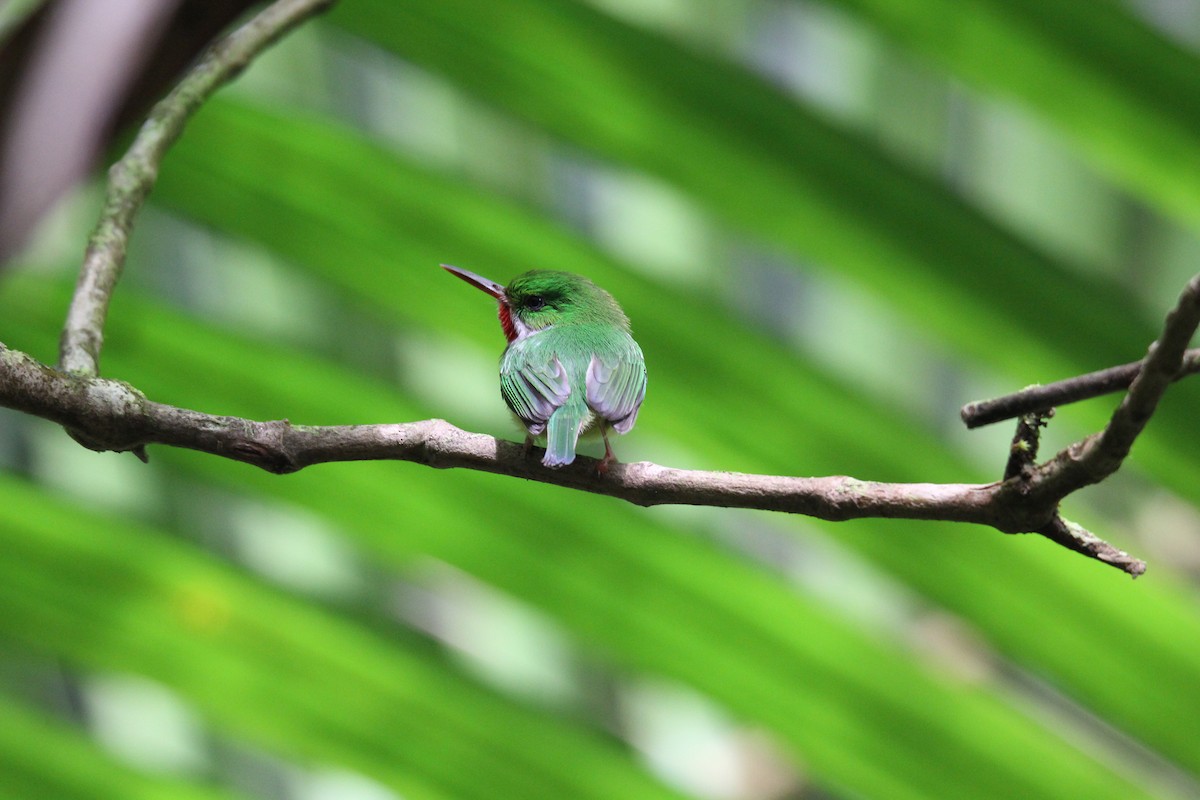 Puerto Rican Tody - ML646491121