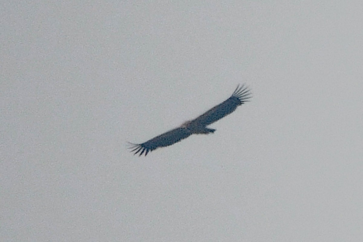 Himalayan Griffon - ML646491122