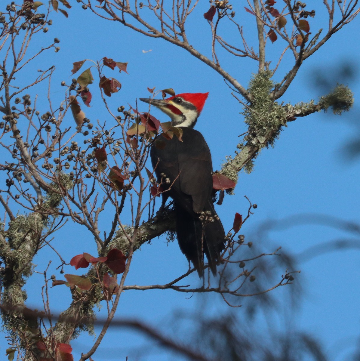Pileated Woodpecker - ML646491123