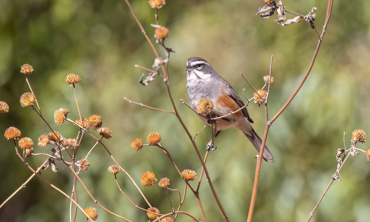 ワキアカマユシトド - ML646491126