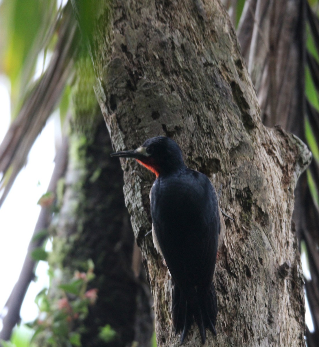 Puerto Rican Woodpecker - ML646491132