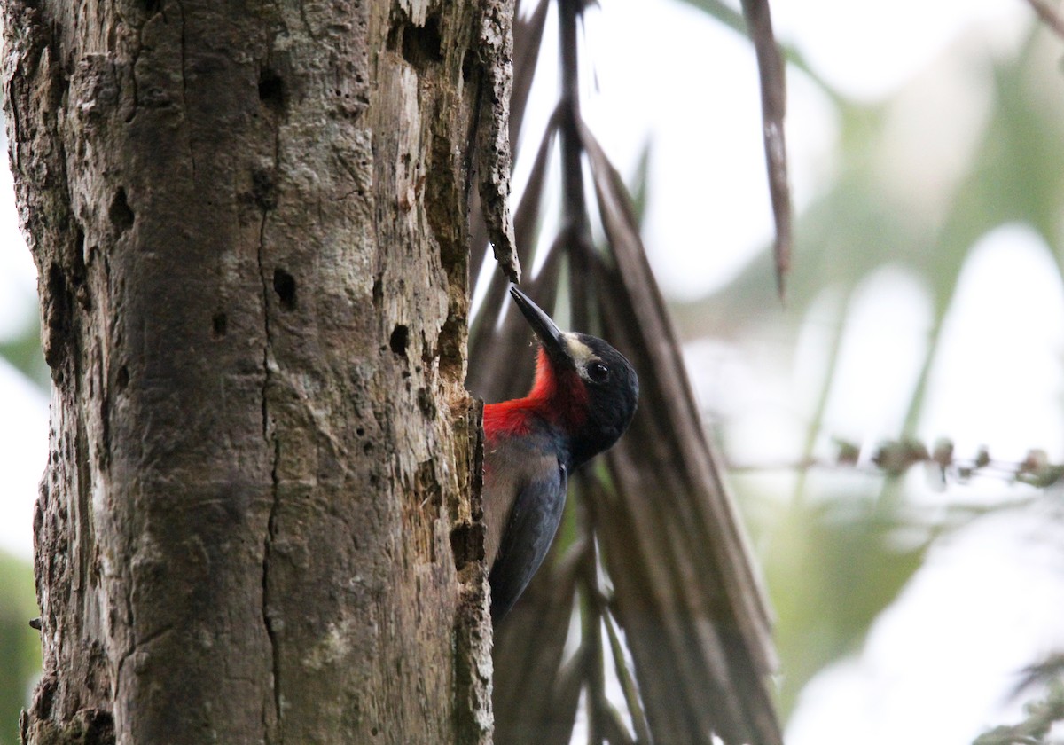 Puerto Rican Woodpecker - ML646491133