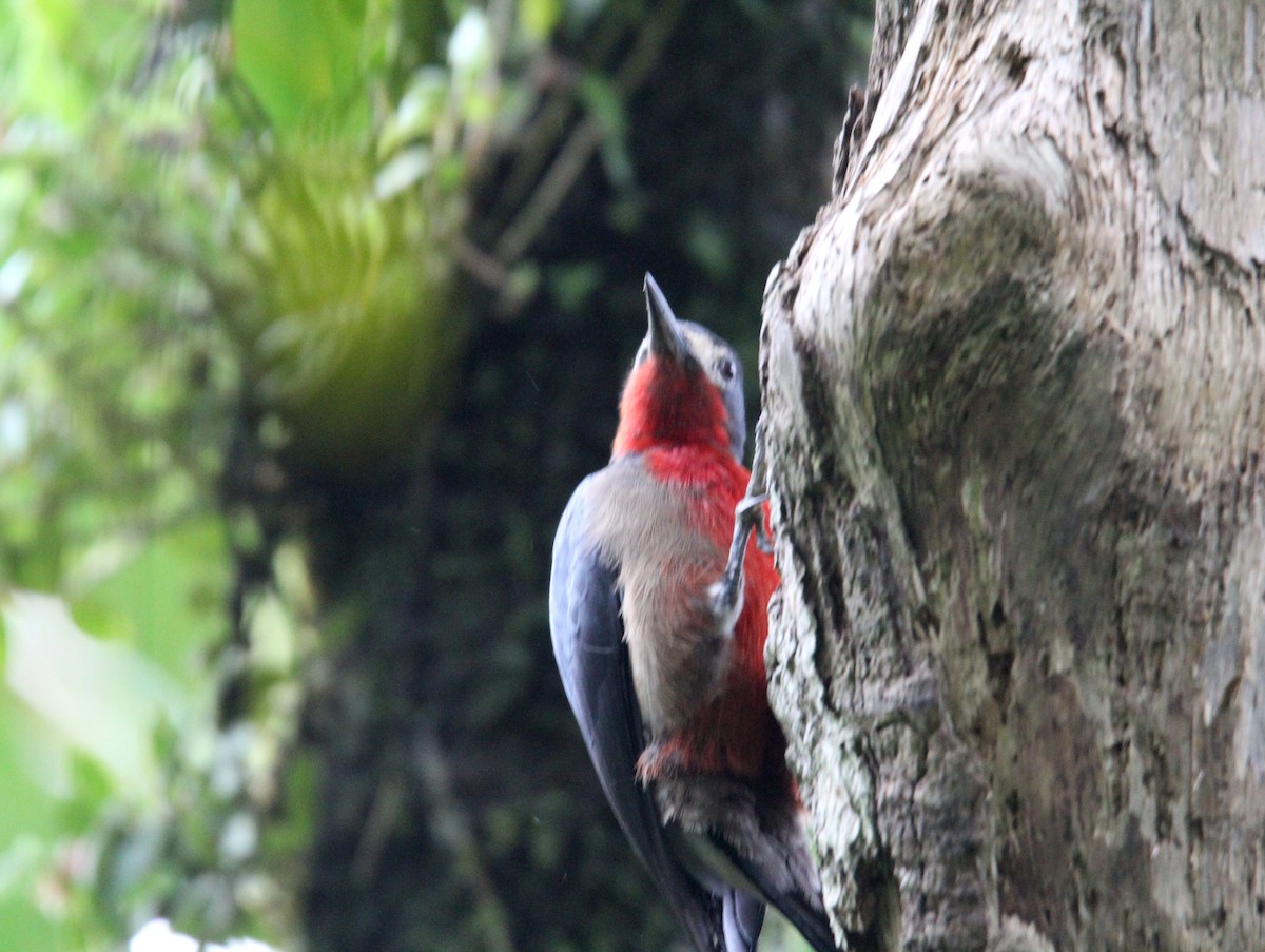 Puerto Rican Woodpecker - ML646491134