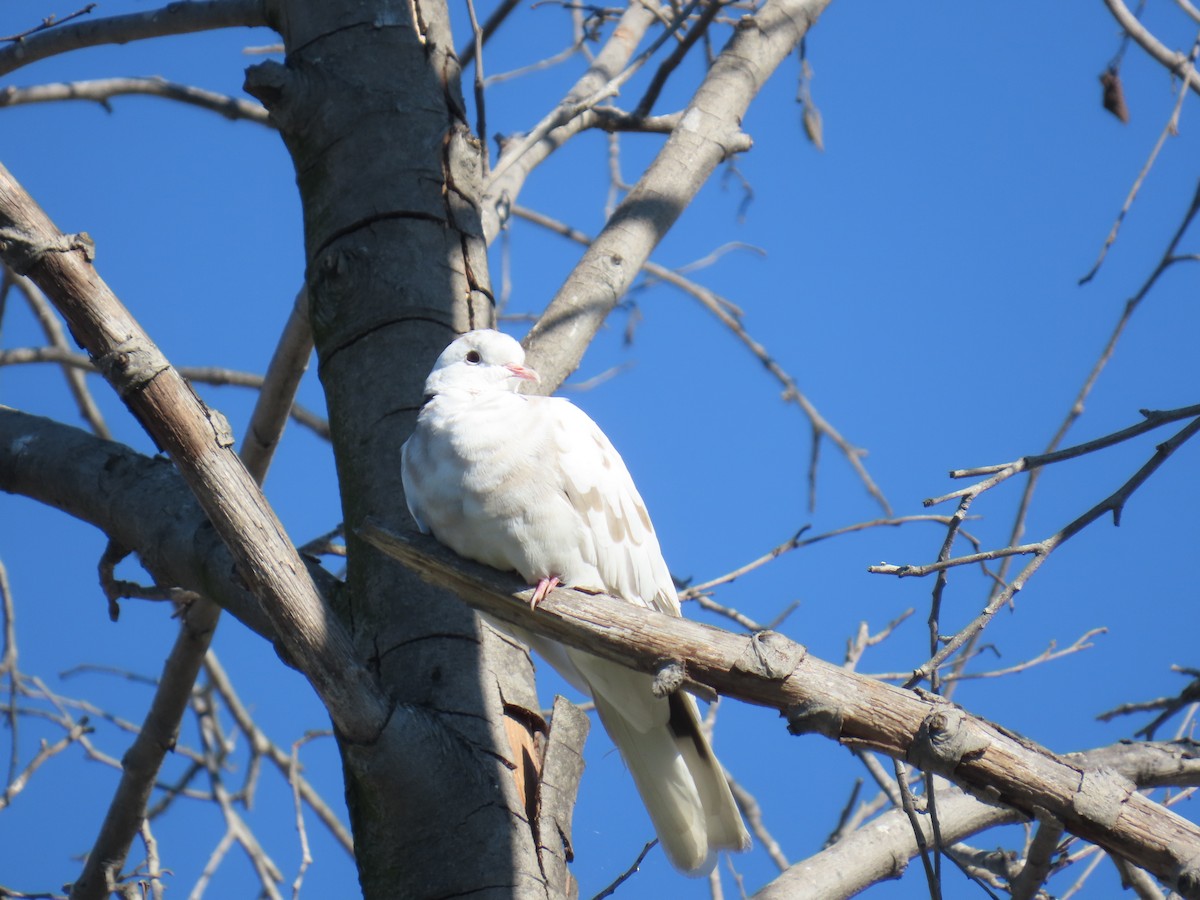 Eurasian Collared-Dove - ML646491136