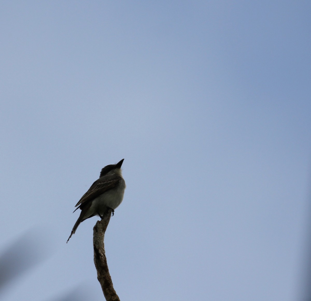 Gray Kingbird - ML646491137