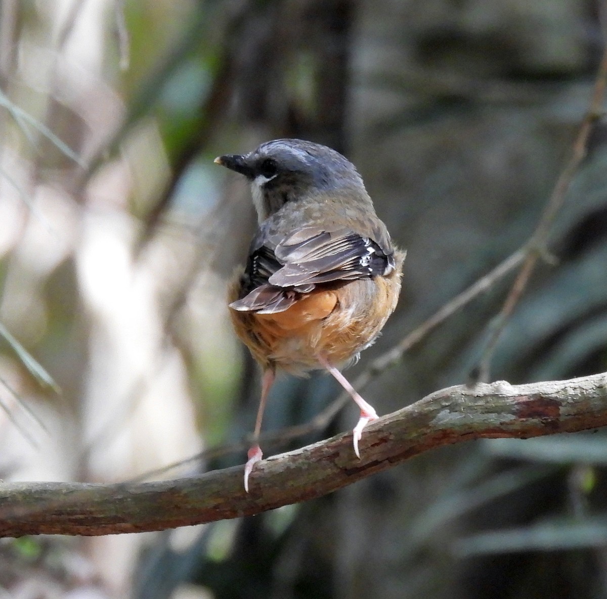 Королець квінслендський - ML646491139