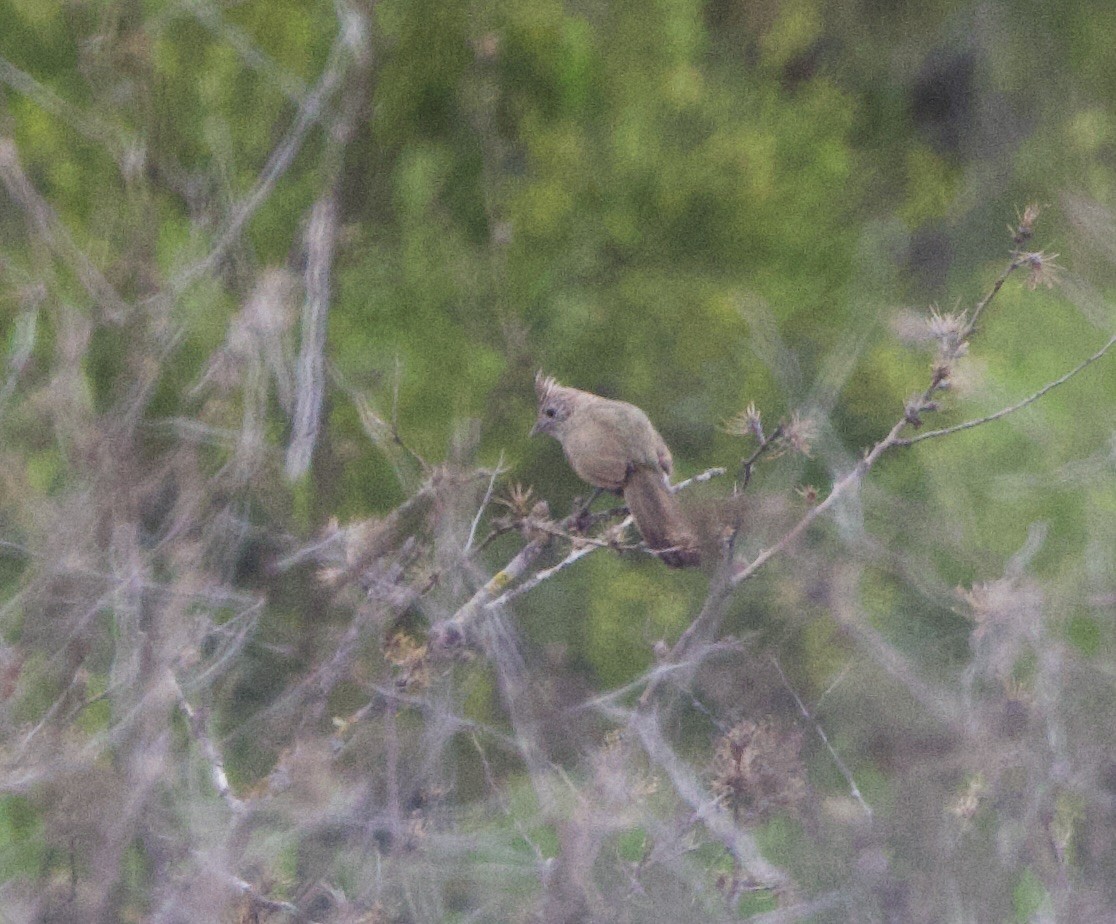 Галіто чубатий - ML646491140