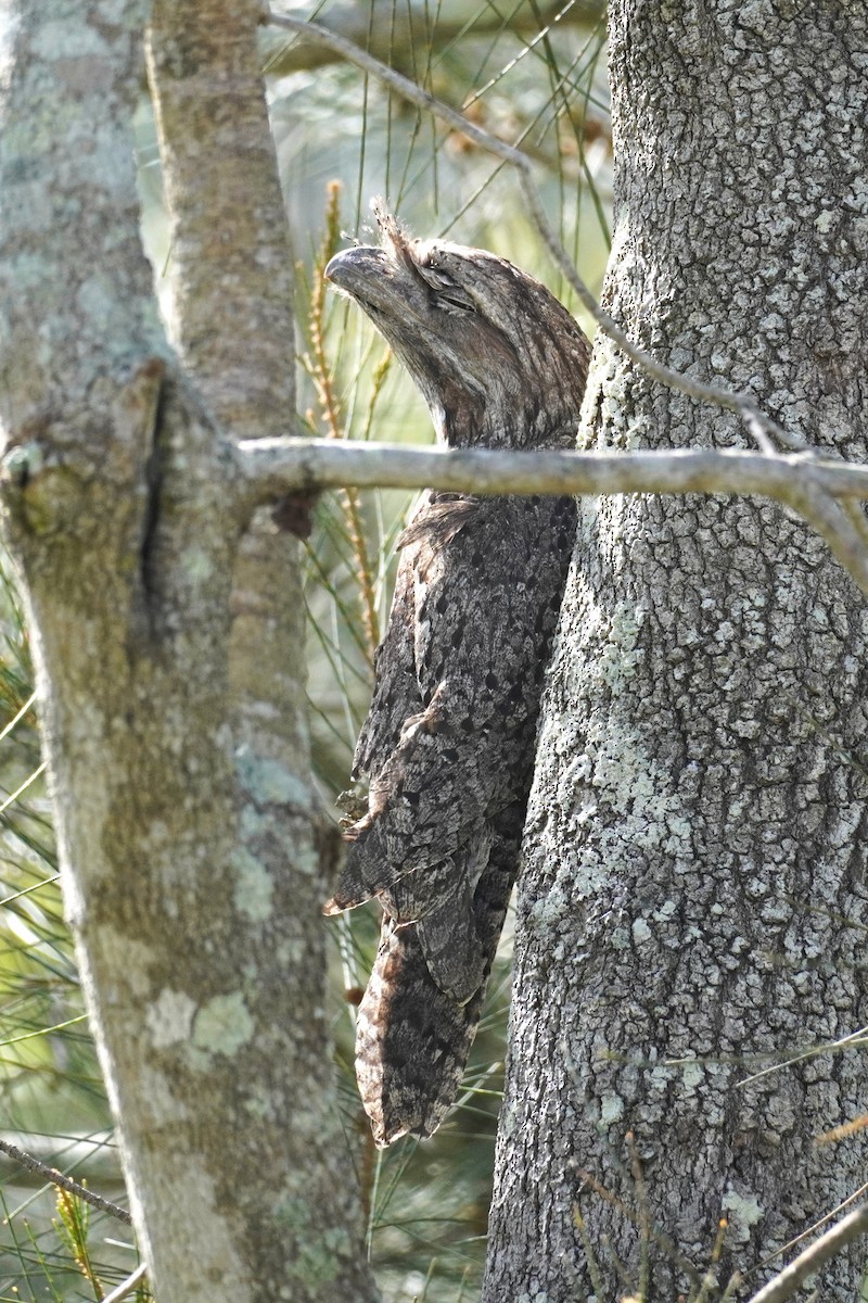 Білоніг австралійський - ML646491142