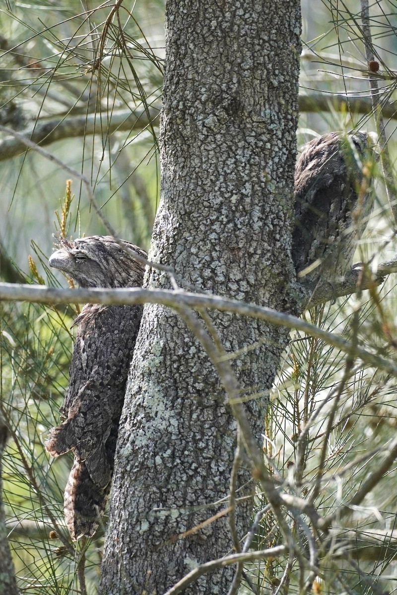 Білоніг австралійський - ML646491143