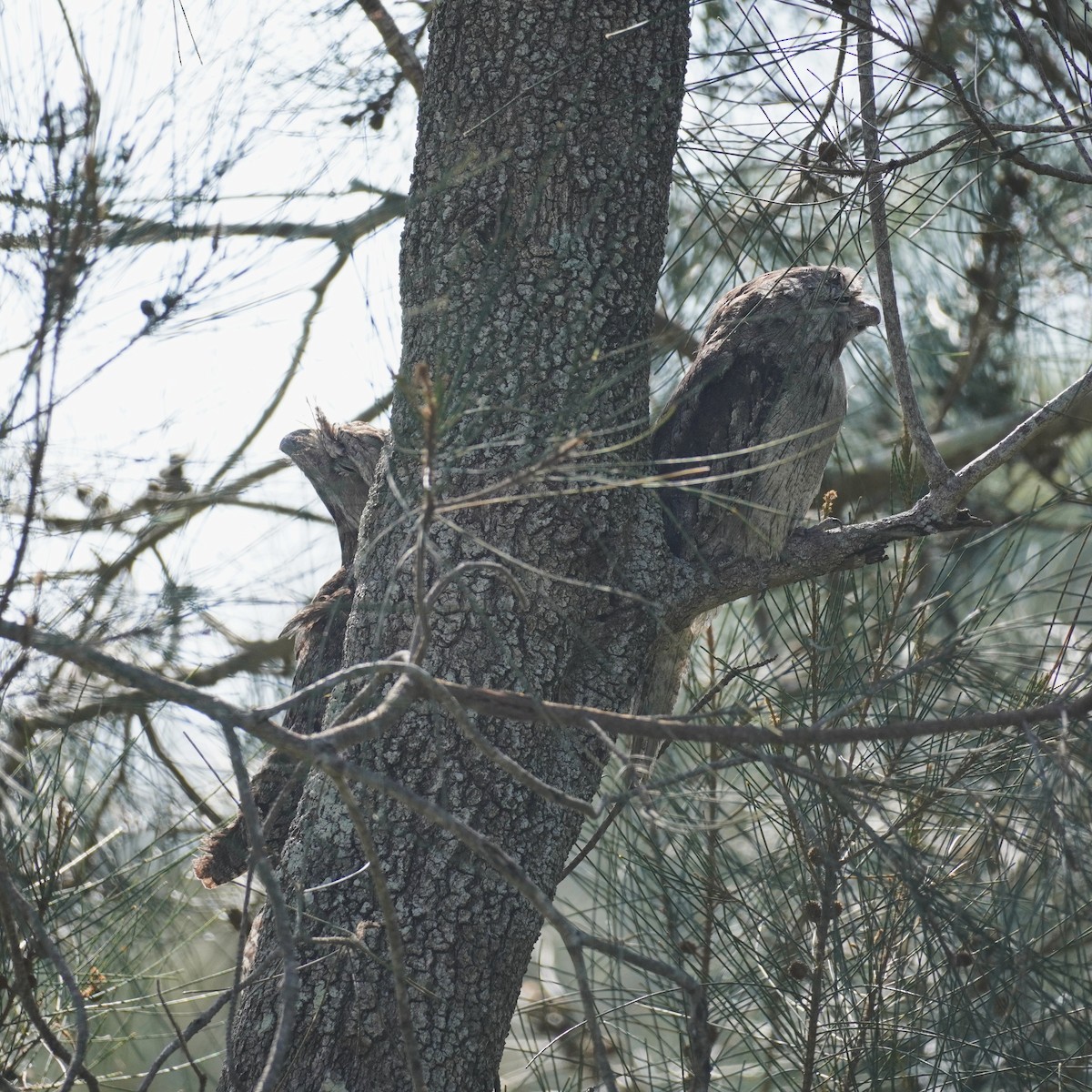 Білоніг австралійський - ML646491144