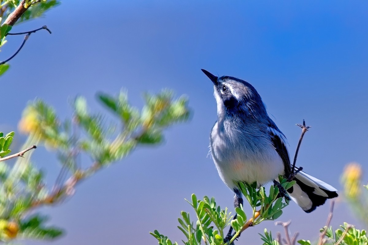 Чорноніжка ошатна - ML646491146