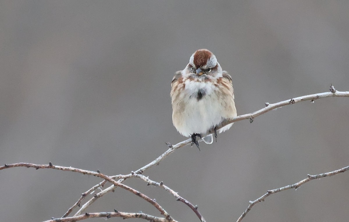 Пасовник північний - ML646491148