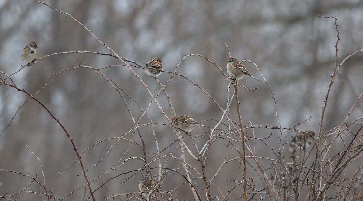 Пасовник північний - ML646491149