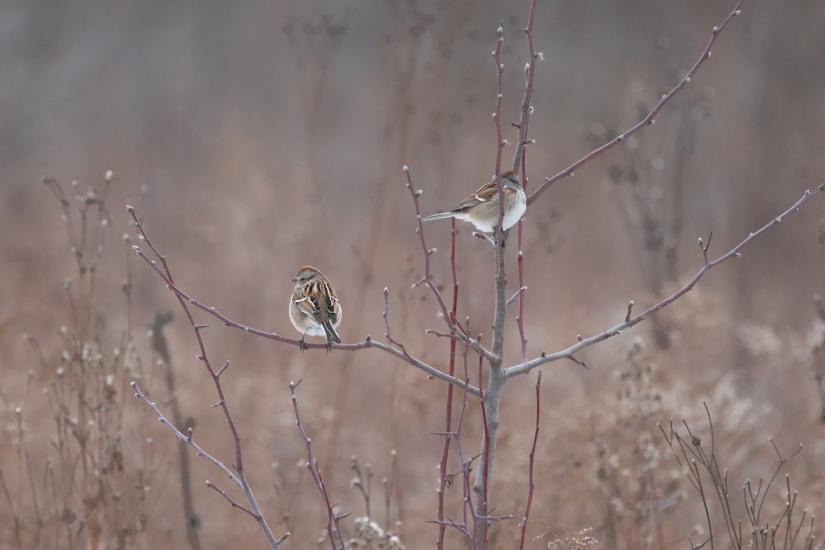 Пасовник північний - ML646491150