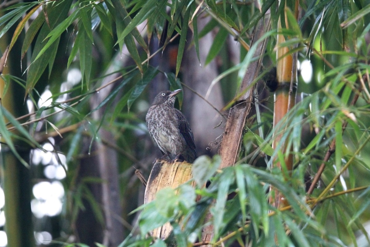 Пересмішник жовтодзьобий - ML646491151