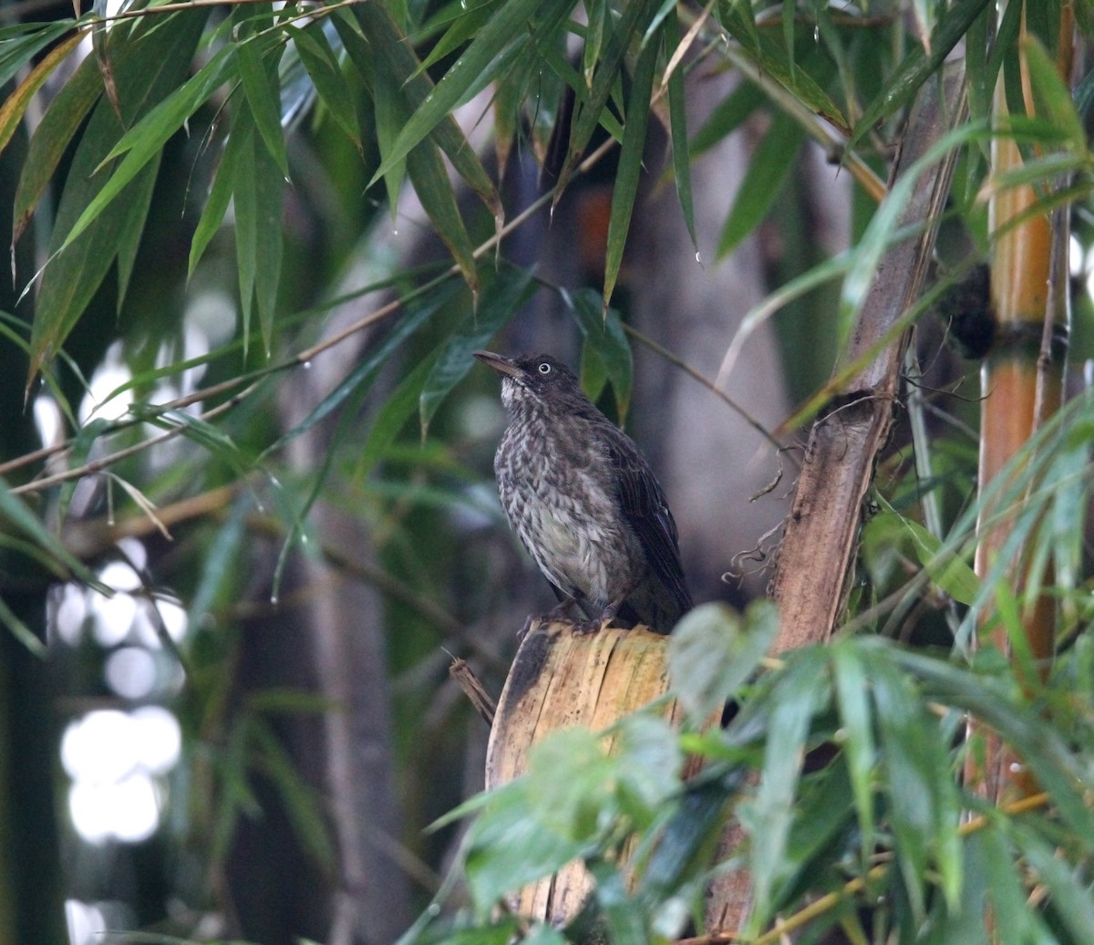 Пересмішник жовтодзьобий - ML646491152