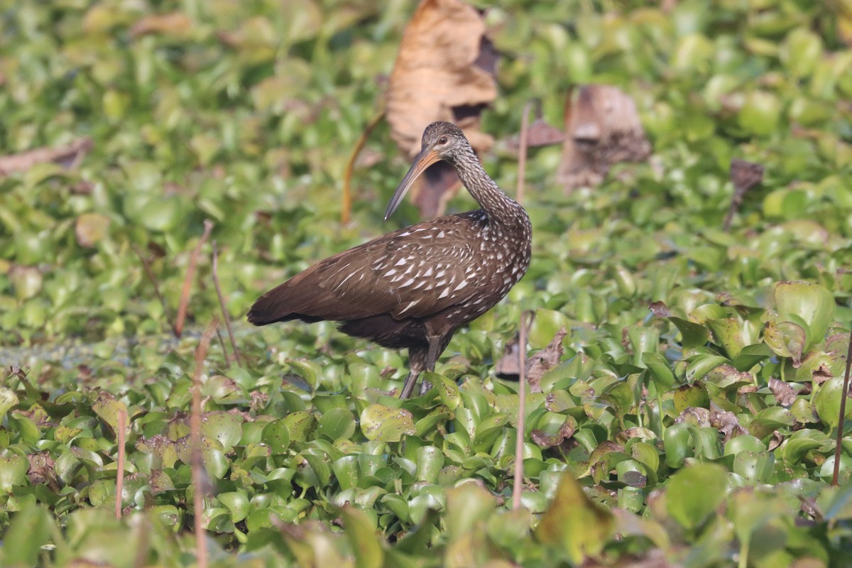 Арама - ML646491154