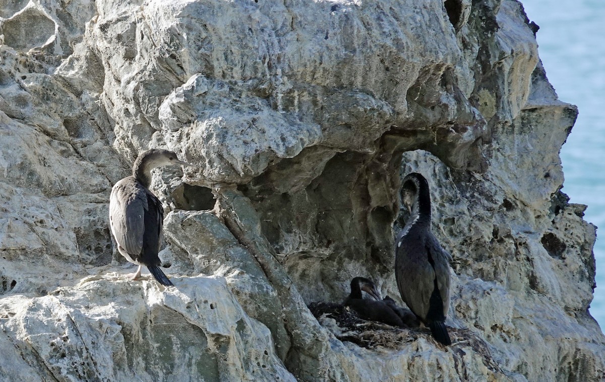 Баклан бурий - ML646491155