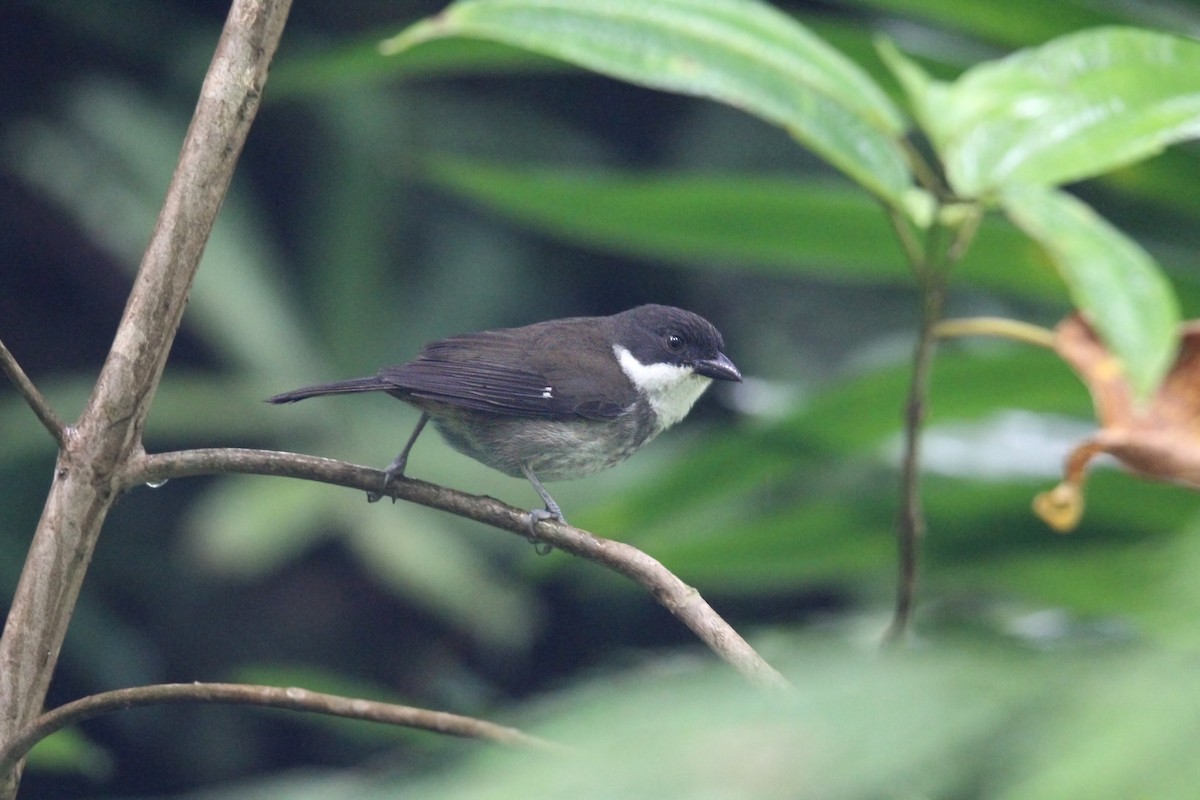 Пуерторичник - ML646491157