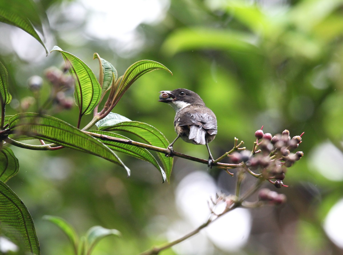 Пуерторичник - ML646491158