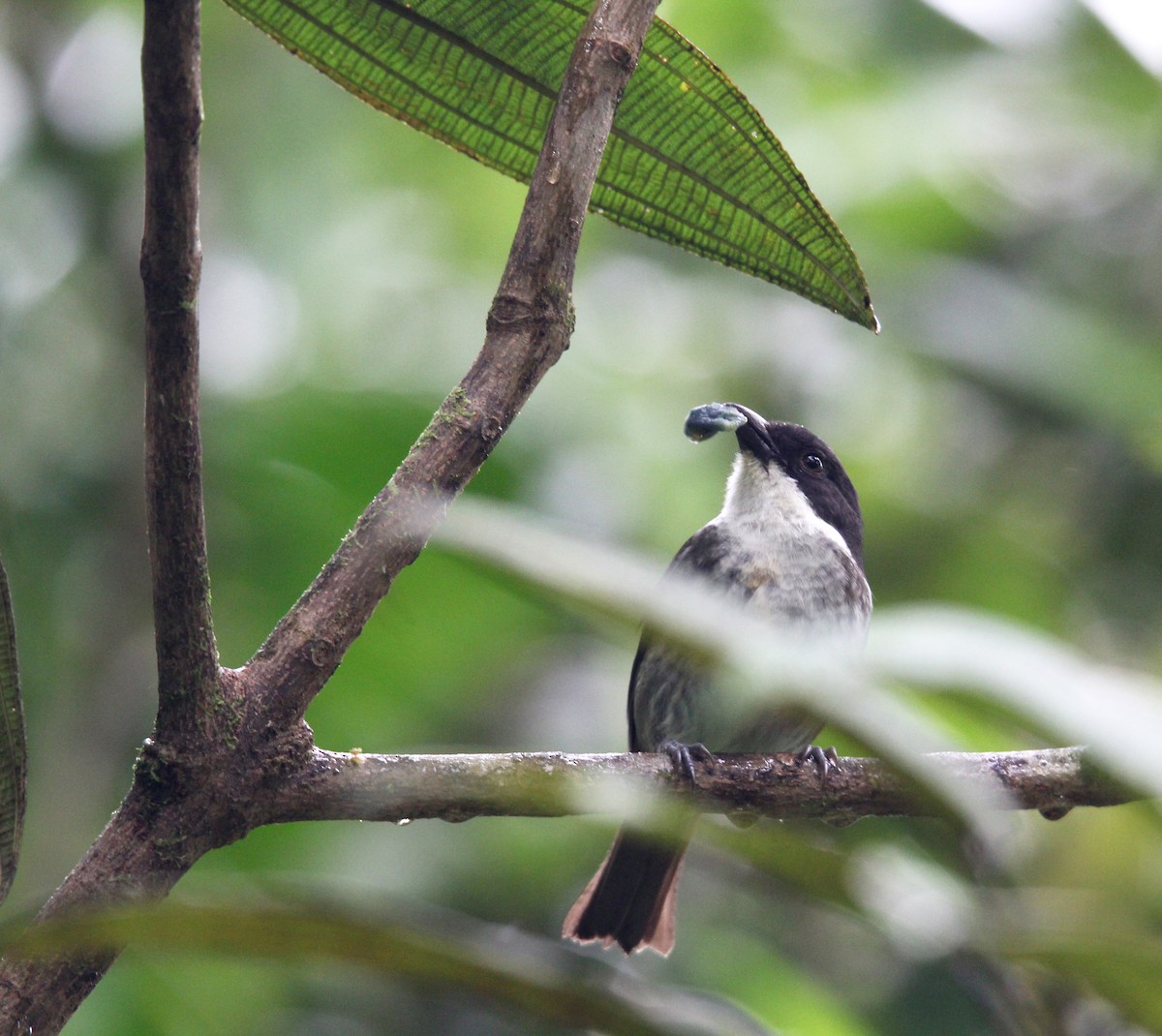 Пуерторичник - ML646491159