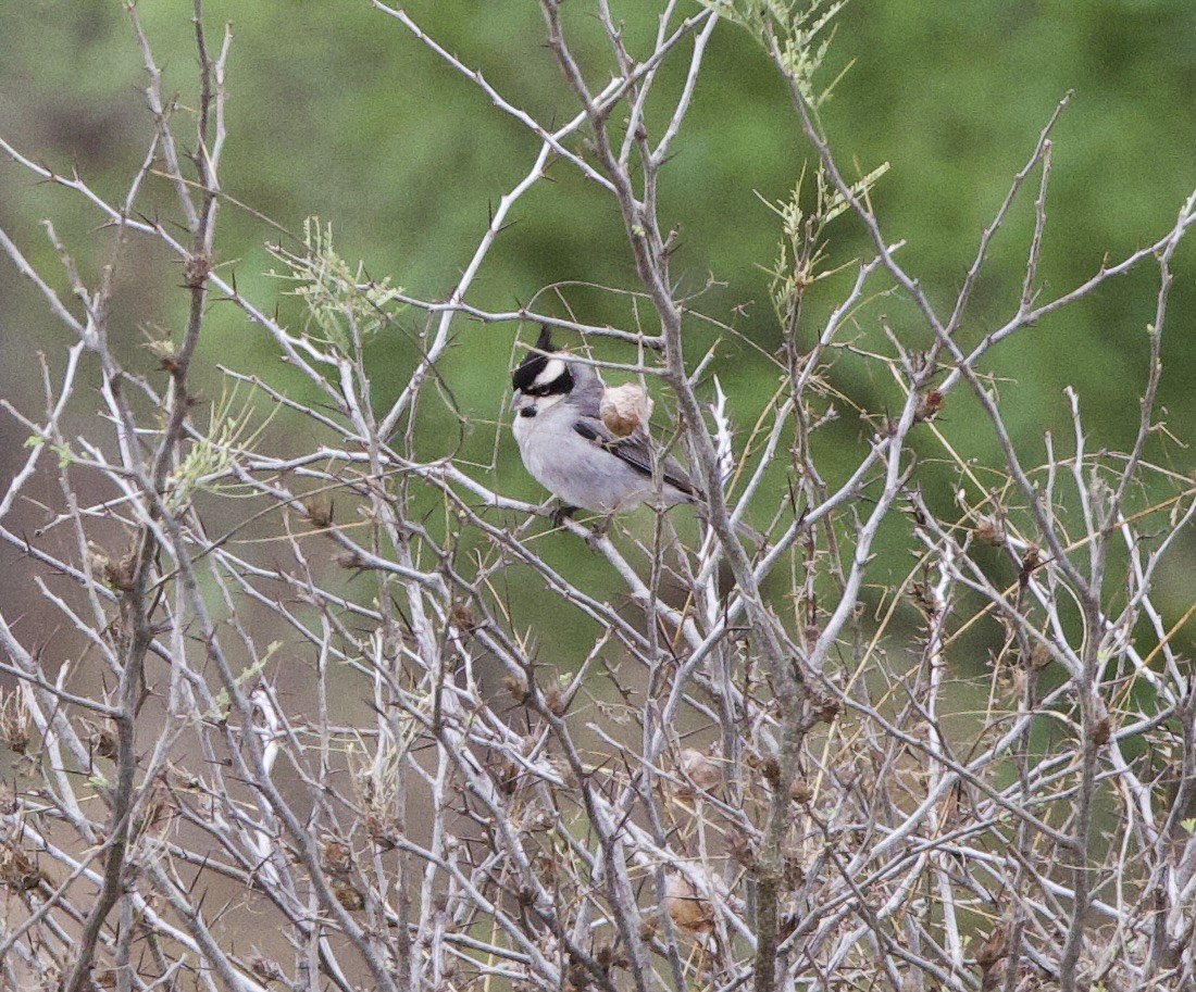 Шиферець масковий - ML646491160